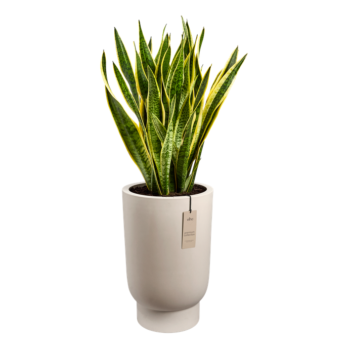 amber grail high 30cm balanced beige